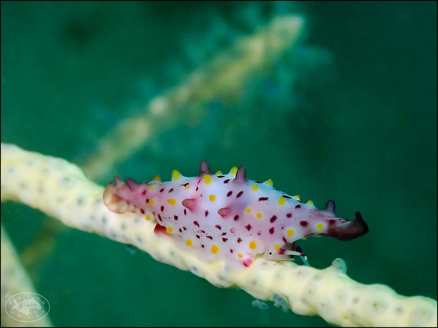 Rosy Spindle Cowrie (Phenacovolva rosea)