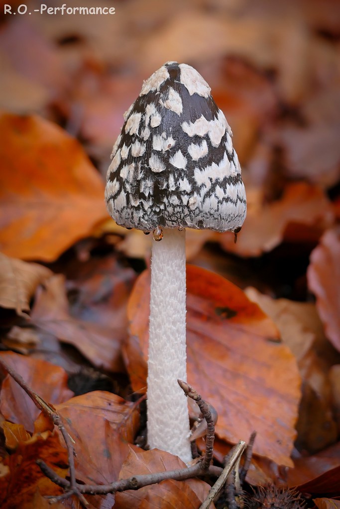 Pilz / Mushroom