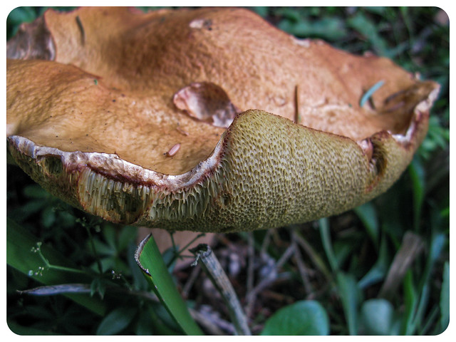 Crazy Mushrooms Closeup