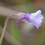 Small Butterwort (Pinguicula pumila) Hal Scott Preserve, Orange County, FL, November 2023.