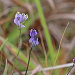 Northern Bluethread (Burmannia biflora) Hal Scott Preserve, Orange County, FL, November 2023.