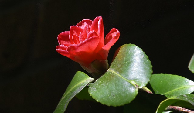 Kamelie (Camellia japonica) - die letzte Blüte hier; Bergenhusen, Stapelholm (7)