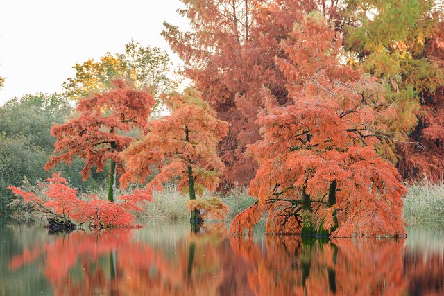 Autumn colors in Boulieu - France