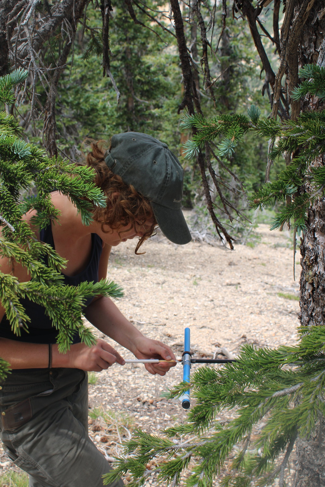 extracting a tree core sample