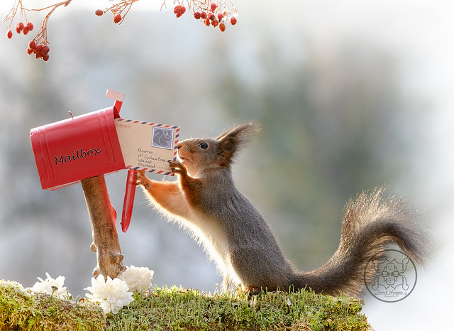 red squirrel holding a letter with a letterbox