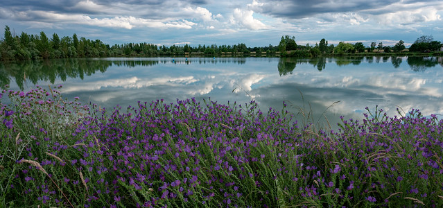 fleurs au bord de l'étang