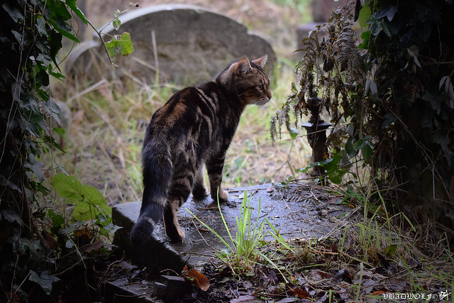 Cemetery cat in Brompton Cemetery