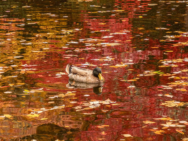 duck with fall colors