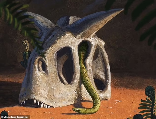 En alguna parte de Gondwana, una serpiente explora el mundo posterior a la extinción durante el Paleoceno Temprano. Créditos Joschua Knüppe