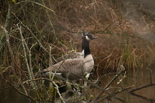 Canada Goose, England