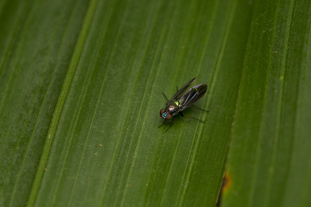 1. Sarawak Peat | Flickr