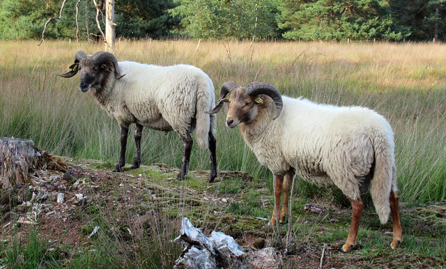 Heathland sheep
