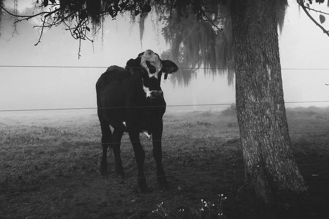 cow under a tree on a foggy day