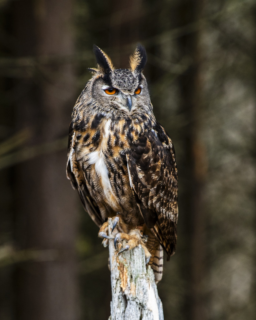 Eagle Owl | Forest Perch - #103 In Explore 11/17/2023