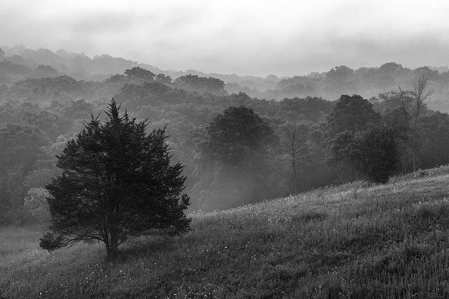 Trees Among Fog