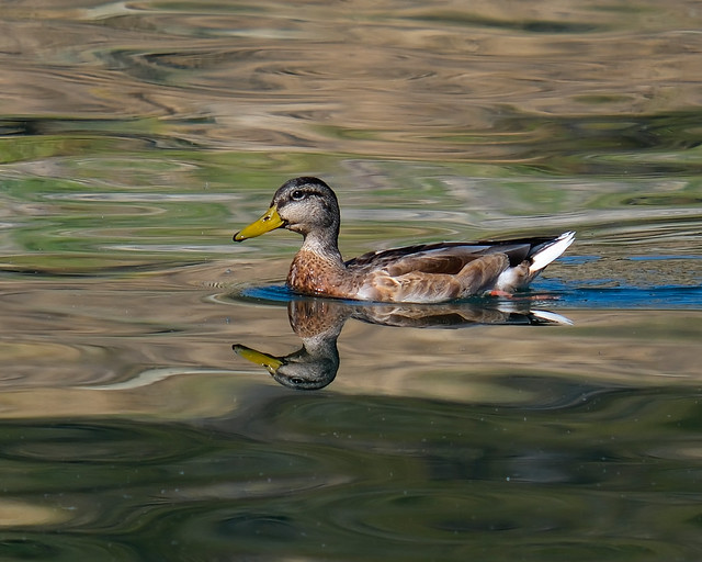 Duck on Lake Roosevelt