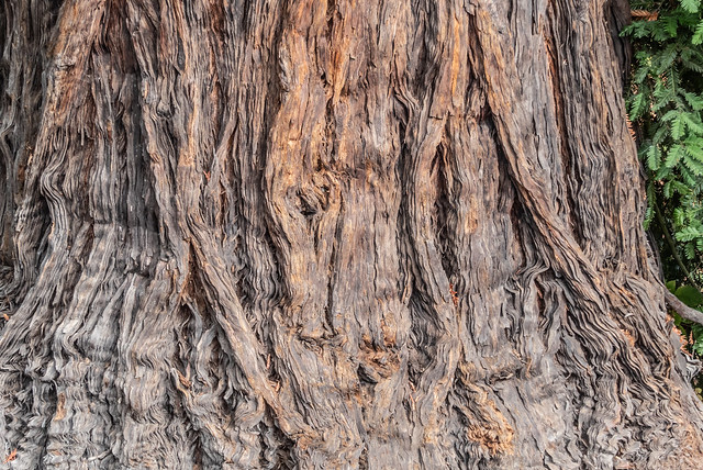Coast Redwood/Sequoia sempervirens