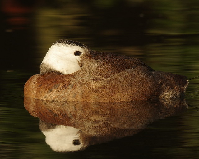 Sleepy Puna Duck, London Wetland Centre, WWT Barnes, London, England IMGP7021