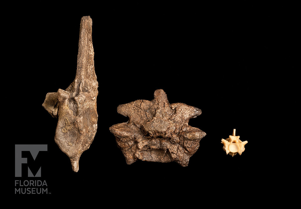 Comparación de una vértebra de Titanoboa cerrejonensis (izquierda) y anaconda actual (derecha). Créditos Universidad de Florida