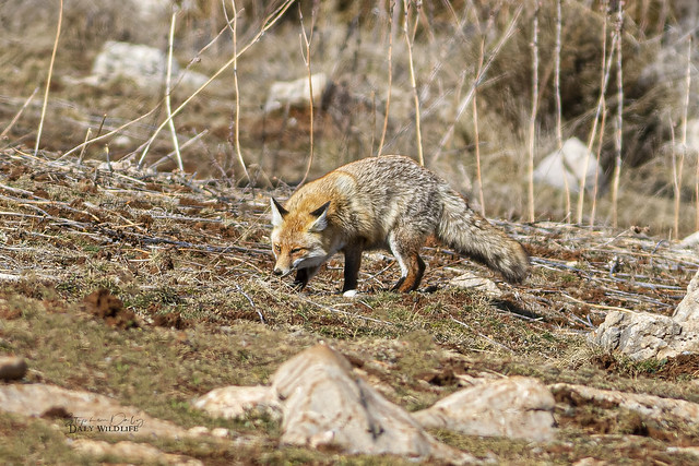 Red Fox in winter_0772