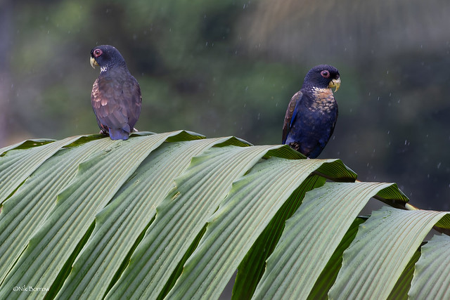 Bronze-winged Parrot Pionus chalcopterus