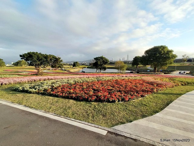 2023.11.15 美堤河濱公園花海 Flower sea at Meiti Riverside Park, Nov 15, 2023, SJKen, Taipei, Taiwan.
