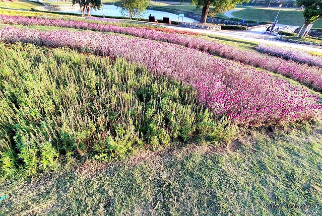 2023.11.15 美堤河濱公園花海 Flower sea at Meiti Riverside Park, Nov 15, 2023, SJKen, Taipei, Taiwan.