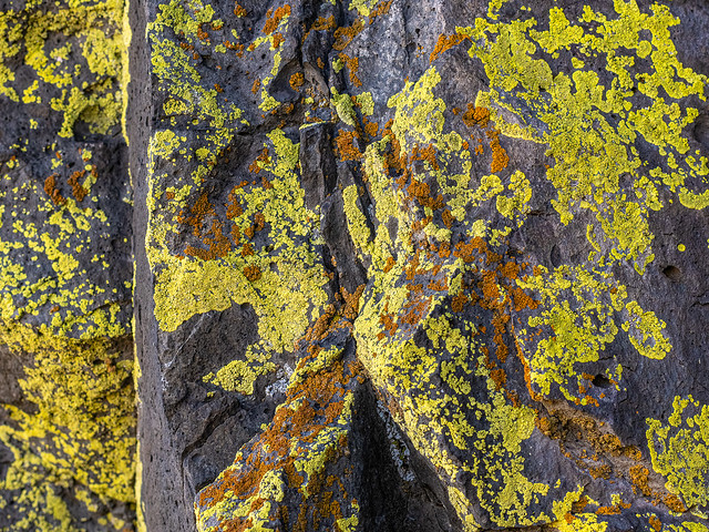 lichen on rocks