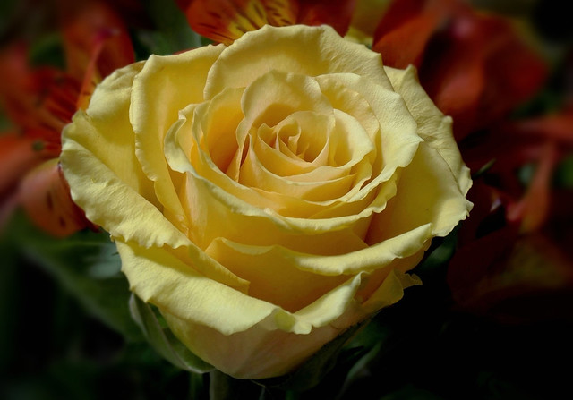 Glowing Yellow Rose