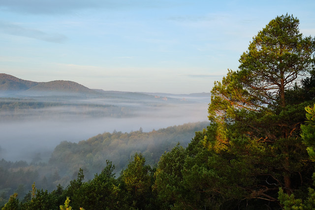 Morning Mist - Palatinate Forest
