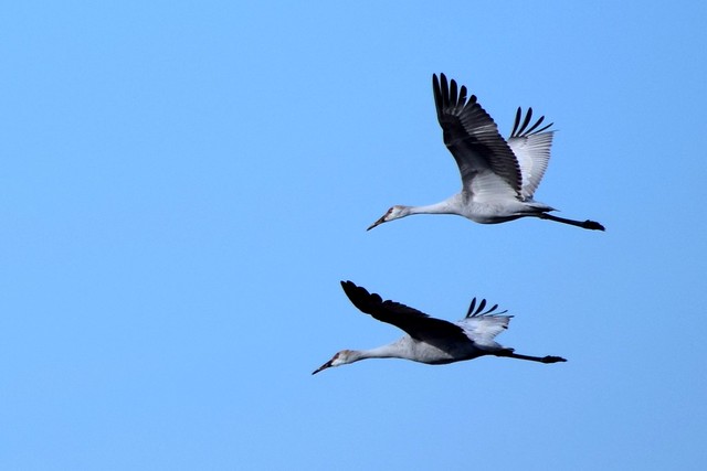 Sandhill Cranes Flying at Long Point Ontario