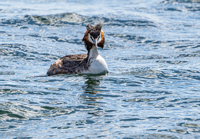 Great Crested Grebe - Geelong AU waterfront