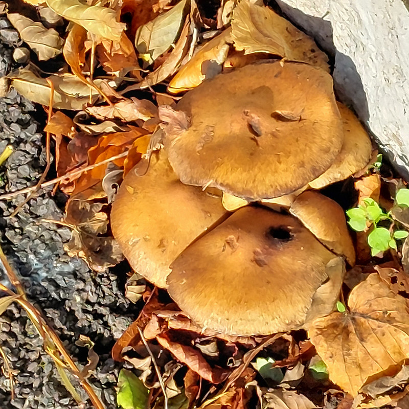 Autumn fungi:mushrooms by a fence
