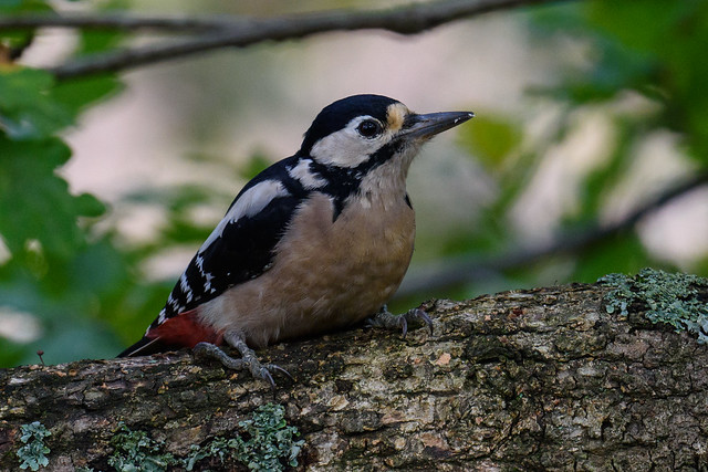 Great Spotted Woodpecker Dendrocopos major - Gripping The Bark