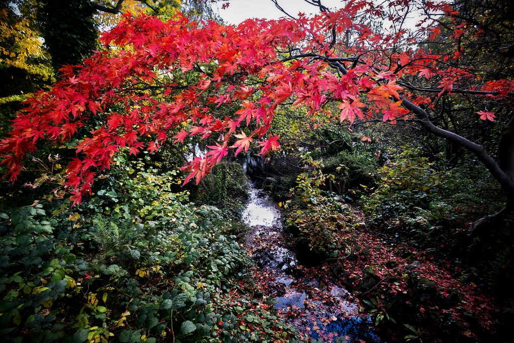 Autumn Colours Display …