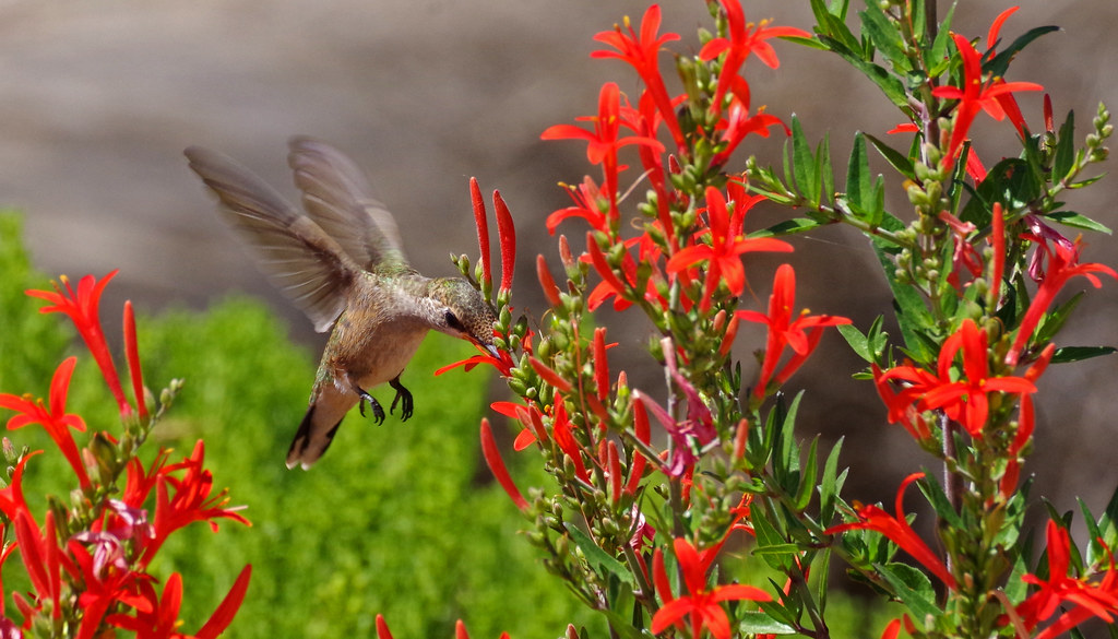 Black-chinned Hummingbird  (Archilochus alexandri).  Tingley Beach pollinators garden. Albuquerque, New Mexico, USA.