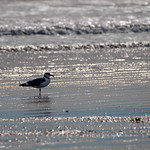 2023-11-17 - Nahant Beach - MassDCR (158) November 17, 2023 - MassDCR&#039;s Nahant Beach, Nahant, Massachusetts.  A relatively warm (but windy) Fall day on the beach. - shore birds