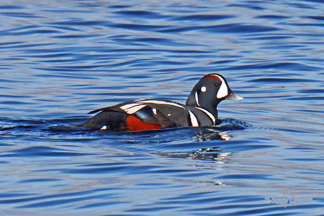 Harlequin Duck 23-1116-35A7518