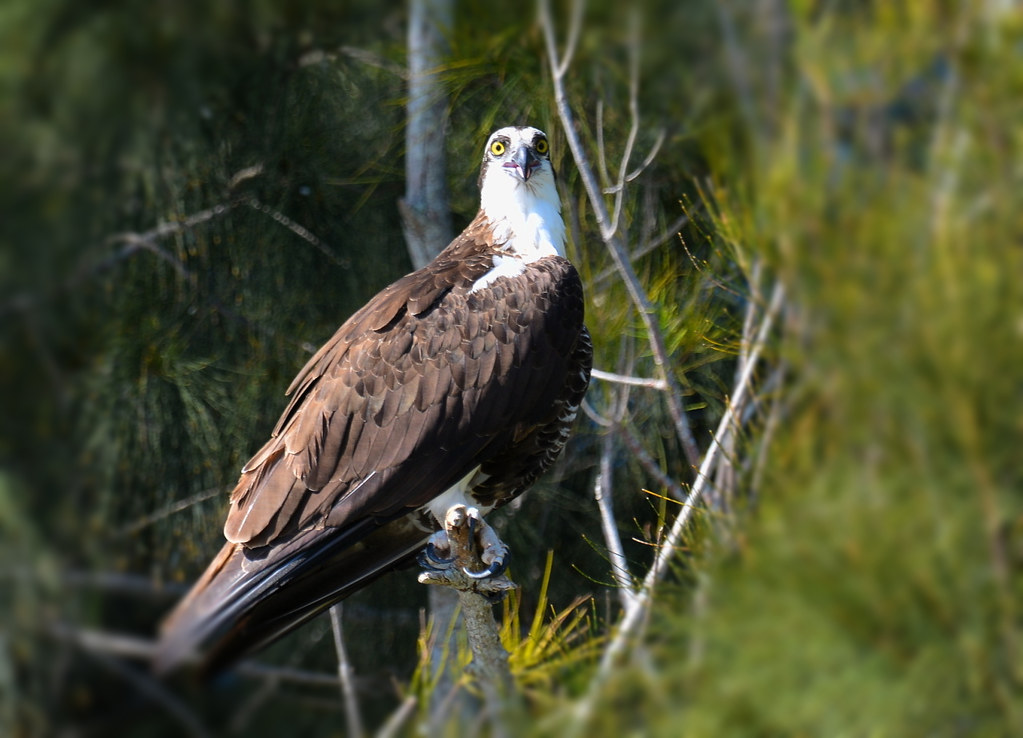 Birds #9 | Flickr