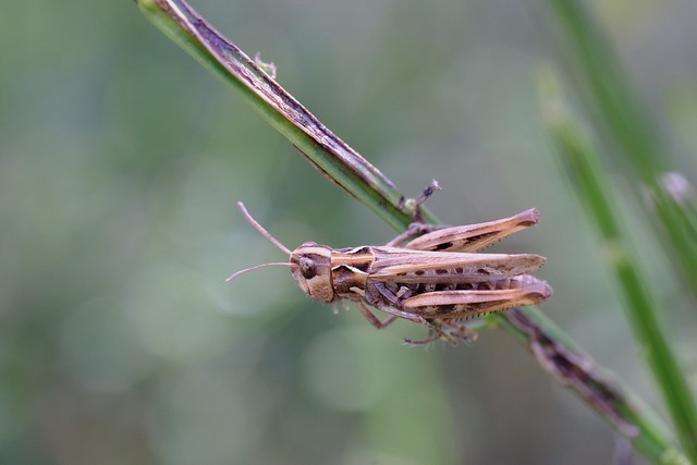 Grasshopper on alert