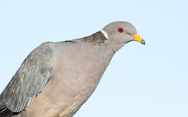 Band-tailed Pigeon portrait