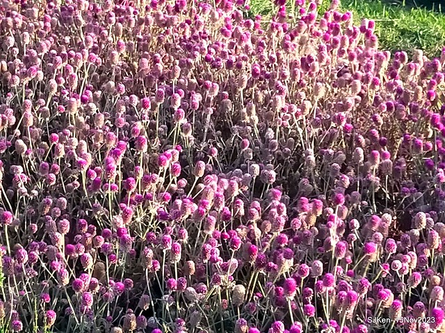 2023.11.15 美堤河濱公園花海 Flower sea at  Meiti Riverside Park, Nov 15, 2023, SJKen, Taipei, Taiwan.