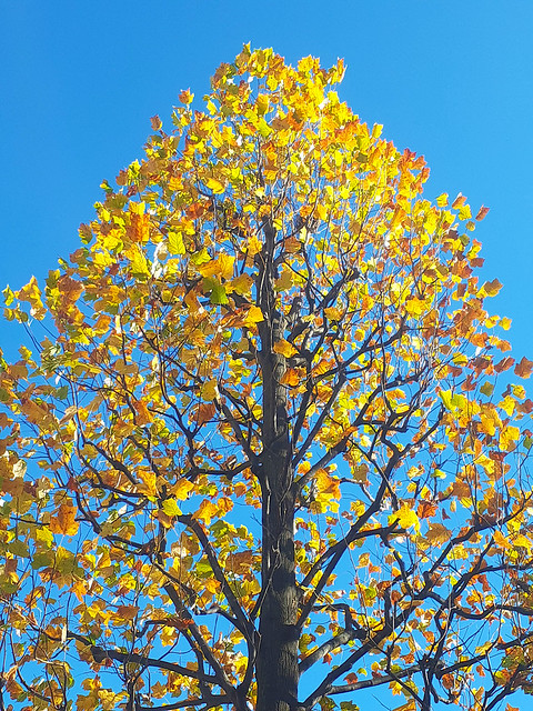Leaves of Gold on a Field of Blue