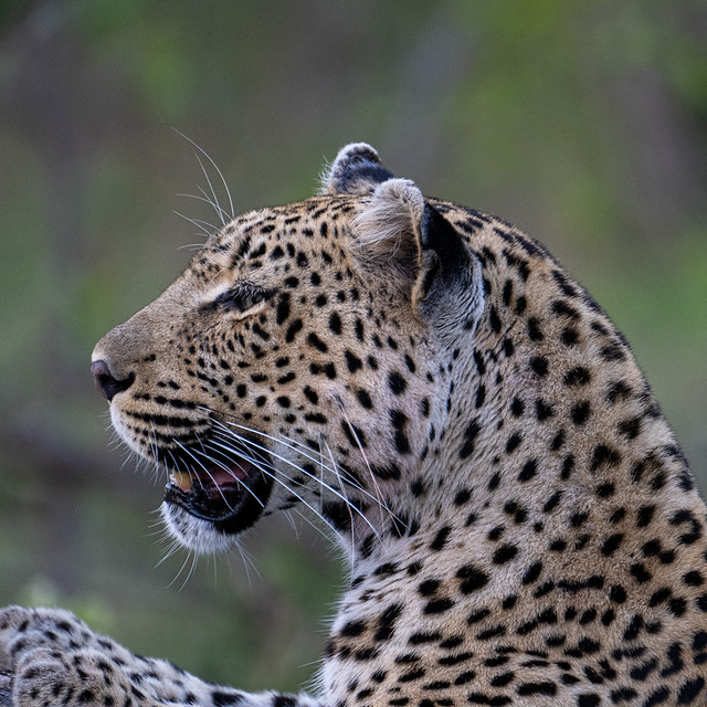 Female leopard in the Timbavati, South Africa