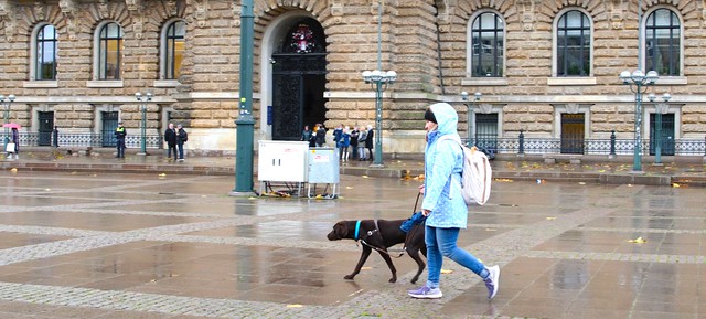 Dog In The Rain