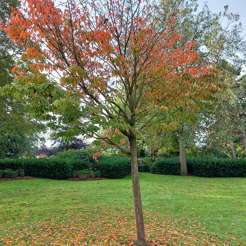 Autumn colour: tree, West Park