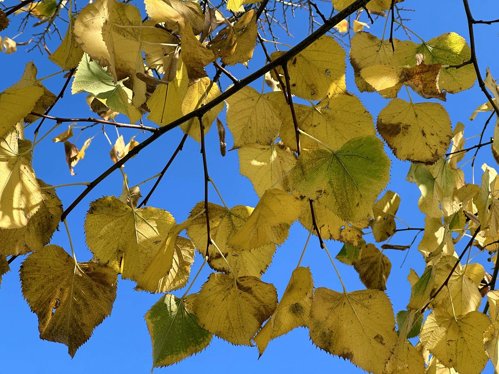 I colori di novembre a Roma: giallo (autunno)