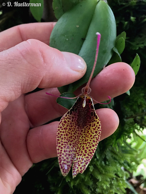 To find this nice Restrepia guttulata (flower 6 cm) in situ: one of the highlights of a 2 weeks orchid and nature tour I guided for the French Federation of Orchidology with Nature Experience, we found 191 species in bloom in situ. Tolima dept, Colombia.