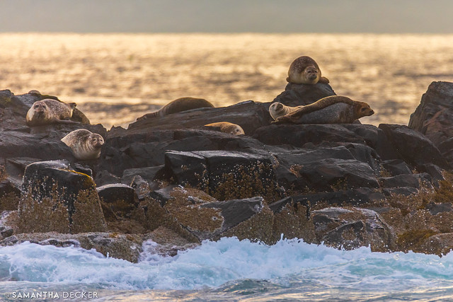 Seals in Maine