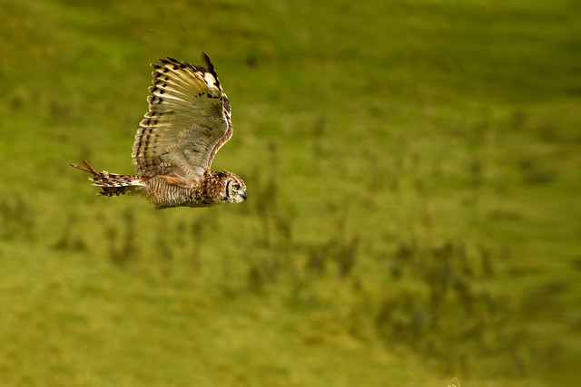 Bubook Owl in flight